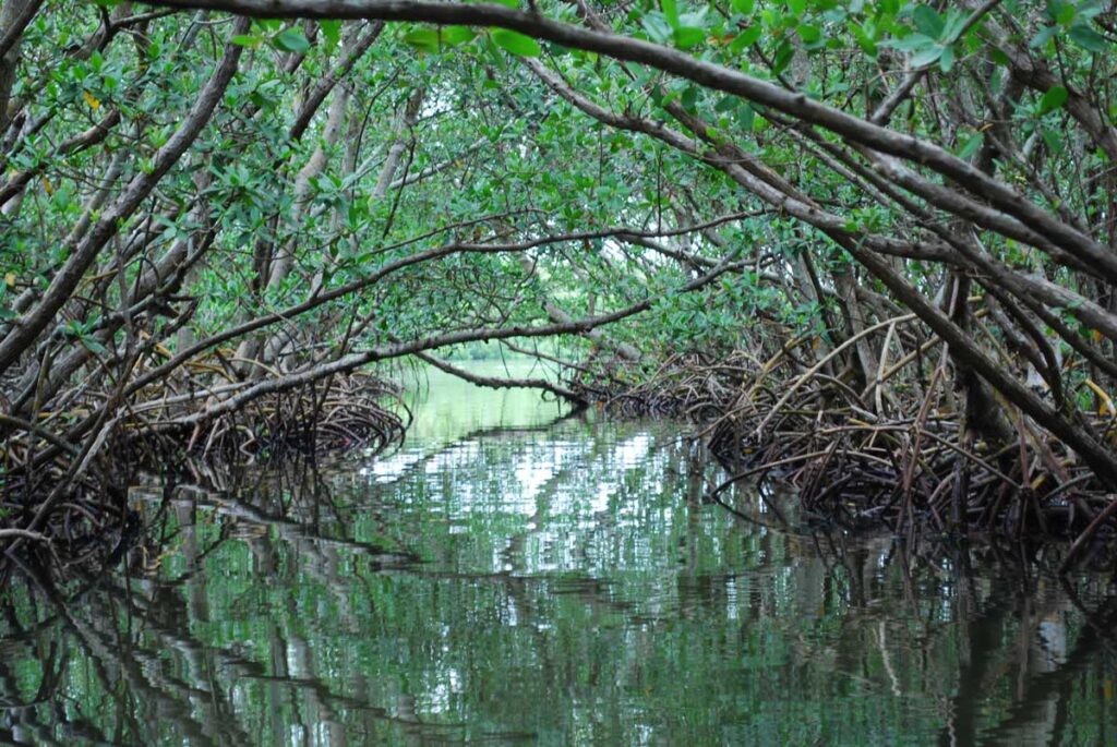 mangrove tunnel