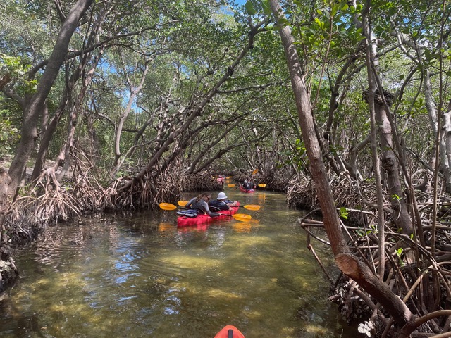 Exotic Mangrove Kayak Tour