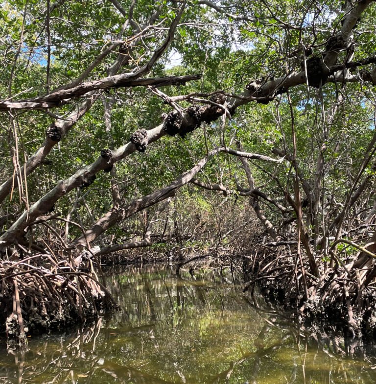 Emerson Point Exotic Mangrove Tunnels