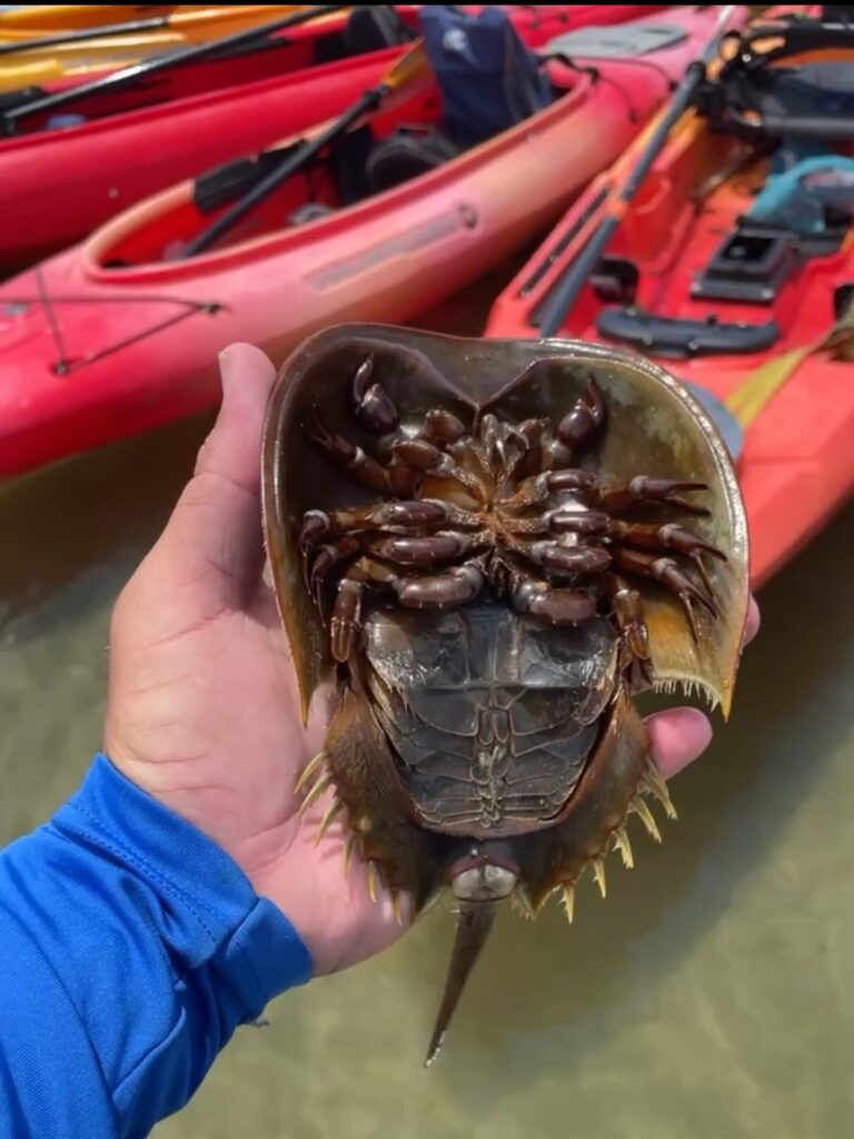 Horseshoe Crabs in Florida