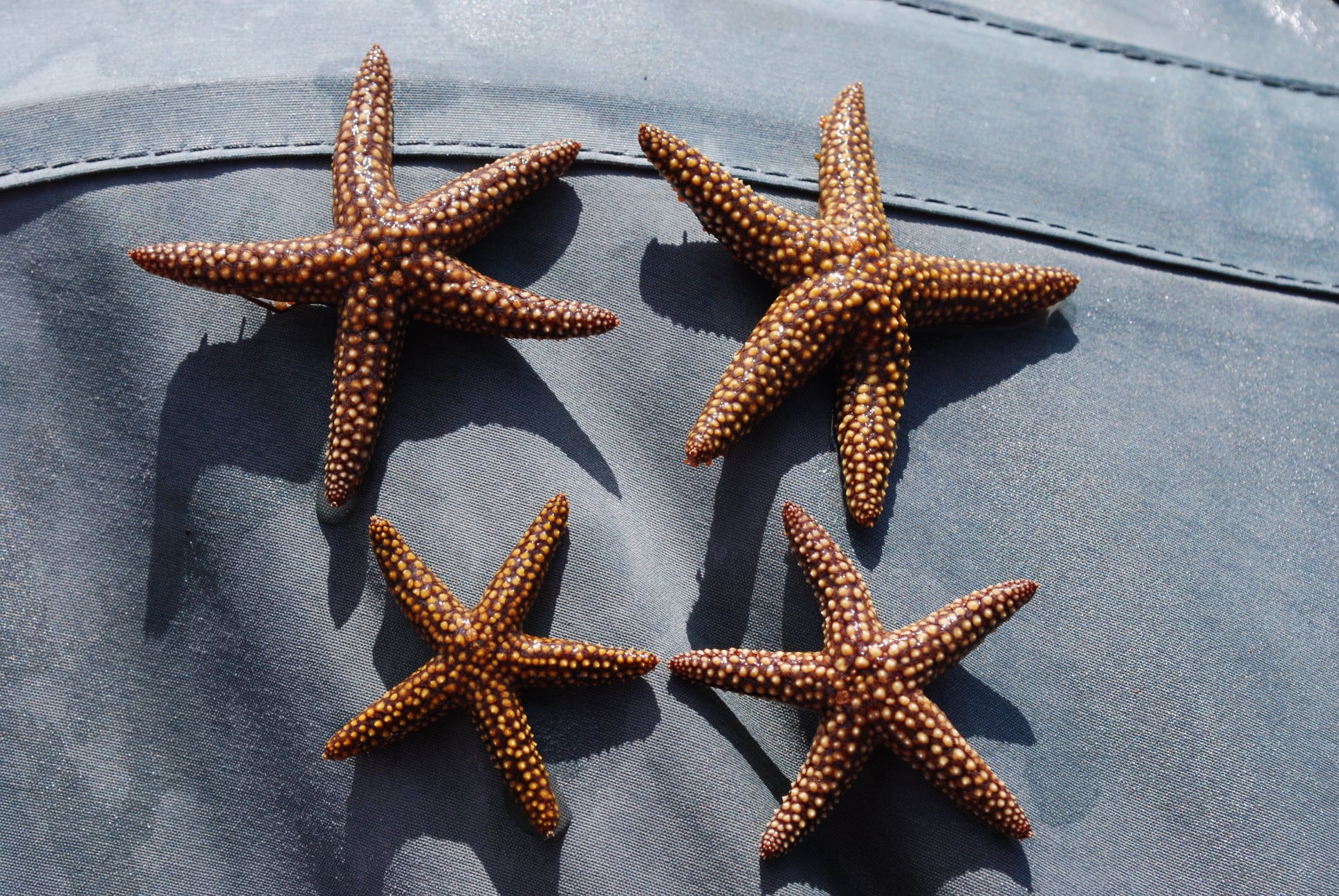 four starfish