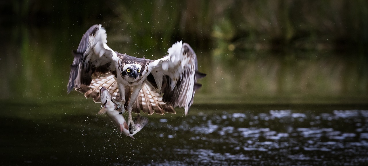 Osprey with a fish